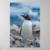 Antarctica. Neko Harbour. Gentoo Penguin Poster (Voorkant)