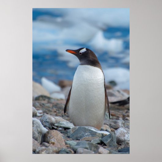 Antarctica. Neko Harbour. Gentoo Penguin Poster (Voorkant)