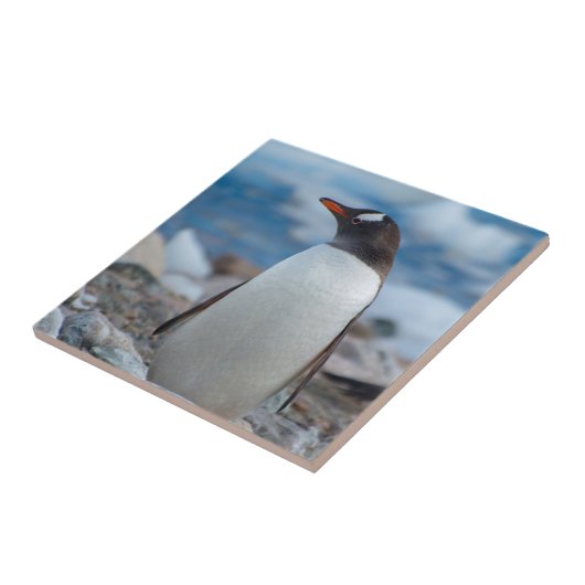 Antarctica. Neko Harbour. Gentoo Penguin Tegeltje (Zijkant)