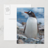Antarctica. Neko Haven. Ezelspinguïn Briefkaart (Voorkant / Achterkant)