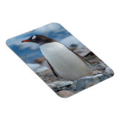 Antarctica. Neko Haven. Ezelspinguïn Magneet (Rechterzijde)