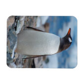 Antarctica. Neko Haven. Ezelspinguïn Magneet (Horizontaal)