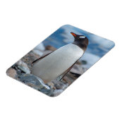 Antarctica. Neko Haven. Ezelspinguïn Magneet (Linkerzijde)