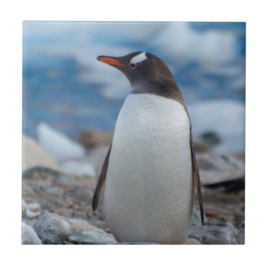 Antarctica. Neko-haven. Ezelspinguïn Tegeltje (Voorkant)