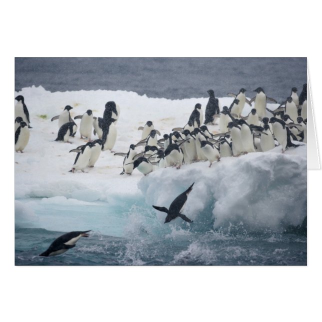 Antarctica, Paulet-eiland. Adélie-pinguïns (Voorkant Horizontaal)