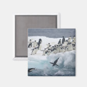 Antarctica, Paulet-eiland. Adélie-pinguïns Magneet (Voorkant / Achterkant)