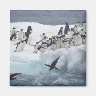Antarctica, Paulet-eiland. Adélie-pinguïns Magneet