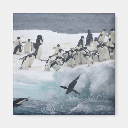 Antarctica, Paulet-eiland. Adélie-pinguïns Magneet (Voorkant)