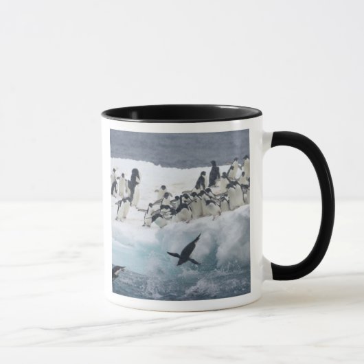 Antarctica, Paulet-eiland. Adelie-pinguïns Mok (Rechts)