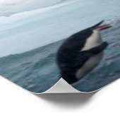 Antarctica, Paulet-eiland. Adelie-pinguïns Poster (Hoek)