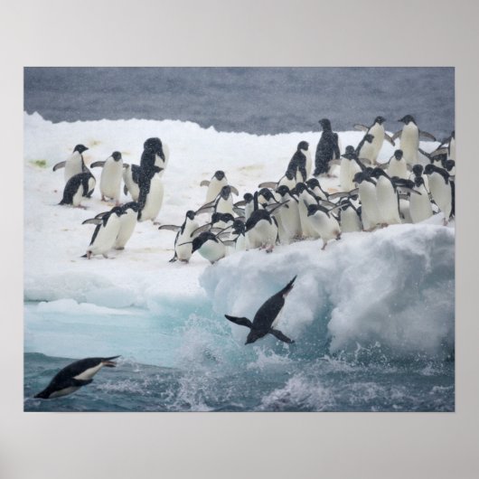 Antarctica, Paulet-eiland. Adelie-pinguïns Poster (Voorkant)