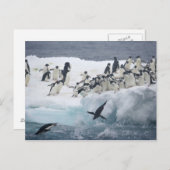 Antarctica, Paulet Island. Adelie pinguins Briefkaart (Voorkant / Achterkant)