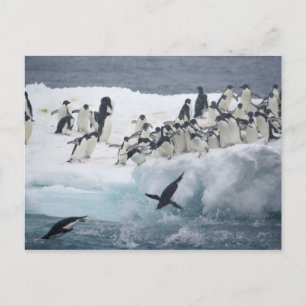 Antarctica, Paulet Island. Adelie pinguins Briefkaart