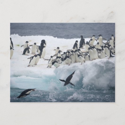 Antarctica, Paulet Island. Adelie pinguins Briefkaart (Voorkant)