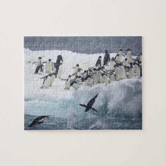 Antarctica, Paulet Island. Adelie pinguins Legpuzzel (Horizontaal)