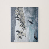 Antarctica, Paulet Island. Adelie pinguins Legpuzzel (Verticaal)