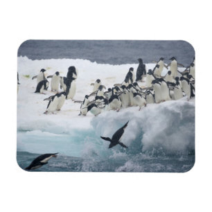 Antarctica, Paulet Island. Adelie pinguins Magneet