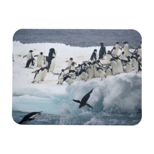Antarctica, Paulet Island. Adelie pinguins Magneet (Horizontaal)