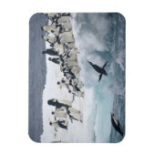 Antarctica, Paulet Island. Adelie pinguins Magneet (Verticaal)