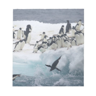 Antarctica, Paulet Island. Adelie pinguins Notitieblok