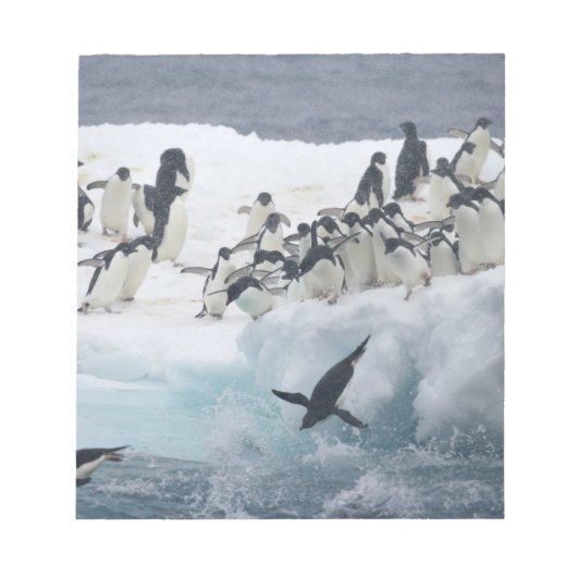 Antarctica, Paulet Island. Adelie pinguins Notitieblok (Voorkant)