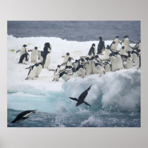 Antarctica, Paulet Island. Adelie pinguins Poster