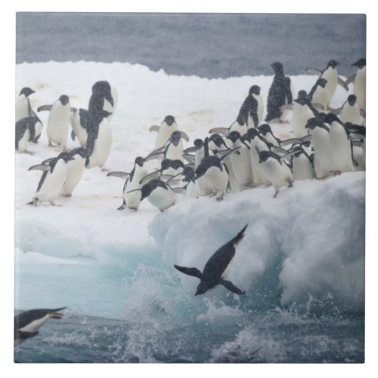 Antarctica, Paulet Island. Adelie pinguins Tegeltje (Voorkant)