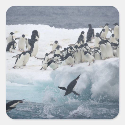 Antarctica, Paulet Island. Adelie pinguins Vierkante Sticker (Voorkant)