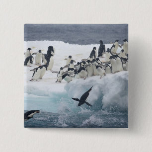 Antarctica, Paulet Island. Adéliepinguins Vierkante Button 5,1 Cm