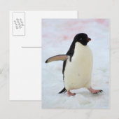 Antarctica. Petermann-eiland. Adelie-pinguïn Briefkaart (Voorkant / Achterkant)