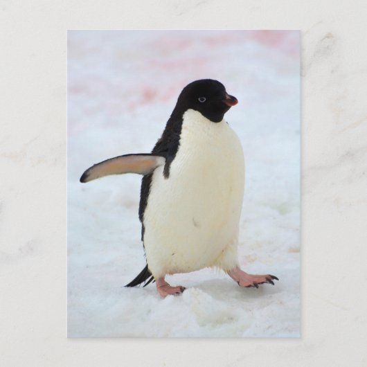 Antarctica. Petermann-eiland. Adelie-pinguïn Briefkaart (Voorkant)