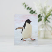 Antarctica. Petermann-eiland. Adelie-pinguïn Briefkaart (Staand voorkant)