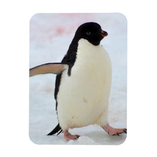 Antarctica. Petermann-eiland. Adelie-pinguïn Magneet (Verticaal)