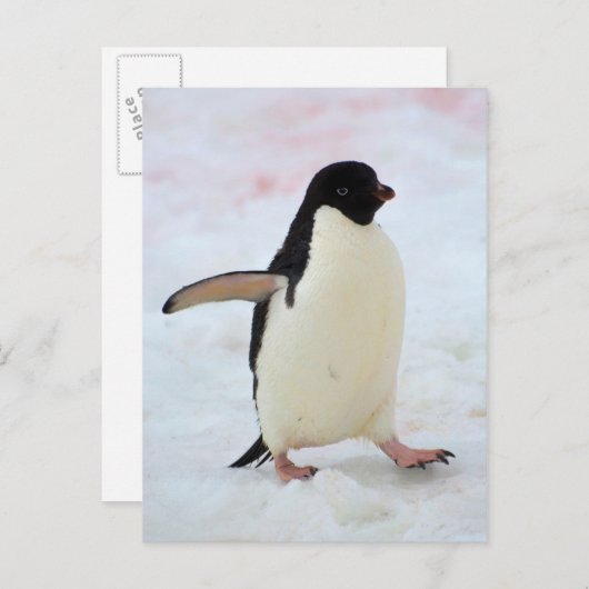 Antarctica. Petermann Island Adelie penguin Briefkaart (Voorkant / Achterkant)