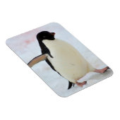 Antarctica. Petermann Island Adelie penguin Magneet (Rechterzijde)