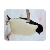 Antarctica. Petermann Island Adelie penguin Magneet (Horizontaal)