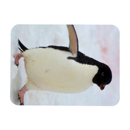 Antarctica. Petermann Island Adelie penguin Magneet (Horizontaal)