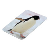 Antarctica. Petermann Island Adelie penguin Magneet (Linkerzijde)