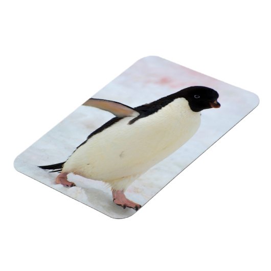 Antarctica. Petermann Island Adelie penguin Magneet (Linkerzijde)