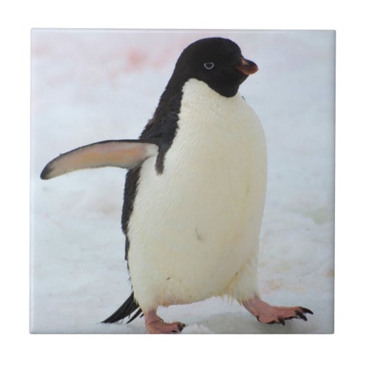 Antarctica. Petermann Island Adelie penguin Tegeltje (Voorkant)