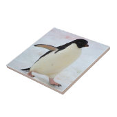 Antarctica. Petermann Island Adelie penguin Tegeltje (Zijkant)