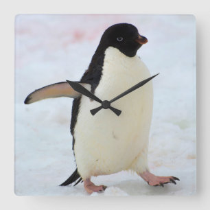 Antarctica. Petermann Island Adelie penguin Vierkante Klok