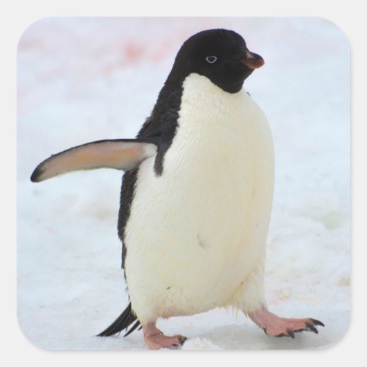 Antarctica. Petermann Island Adelie penguin Vierkante Sticker (Voorkant)