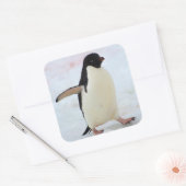 Antarctica. Petermann Island Adelie penguin Vierkante Sticker (Envelop)
