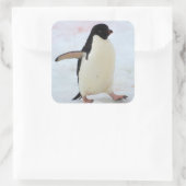 Antarctica. Petermann Island Adelie penguin Vierkante Sticker (Tas)