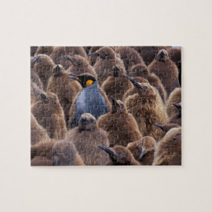 Antarctica, South Georgia-eiland, Koningspinguïns Legpuzzel