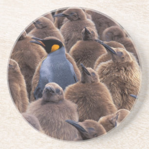 Antarctica, South Georgia-eiland, Koningspinguïns Zandsteen Onderzetter