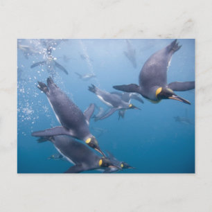 Antarctica, South Georgia-eiland (VK), 2 Briefkaart