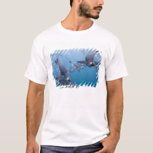 Antarctica, South Georgia-eiland (VK), 2 T-shirt