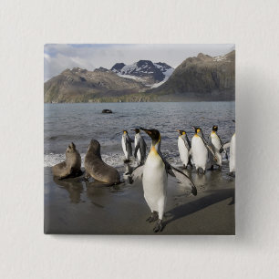 Antarctica, South Georgia-eiland (VK), Antarctisch Vierkante Button 5,1 Cm